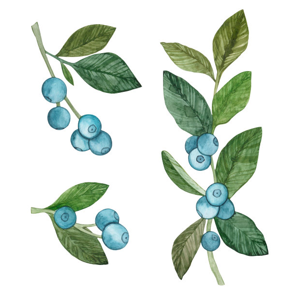 蓝莓水彩设置孤立的白色背景。蓝色的野生浆果。图片下载