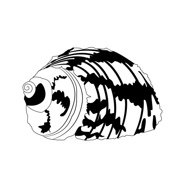 矢量图像的一个壳在涂鸦风格。孤立的一个壳的黑白插图图片下载