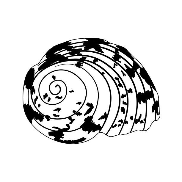 矢量图像的一个壳在涂鸦风格。孤立的一个壳的黑白插图图片下载