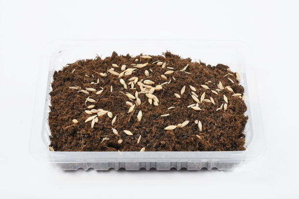 草种在白底的土壤上，肥沃的花园土壤用种子作草坪图片下载