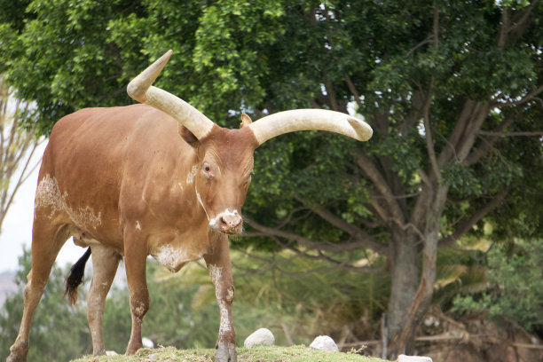 瓦图西品种的标本:国王的牛图片下载
