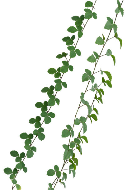 藤本植物丛林孤立在白色背景图片下载