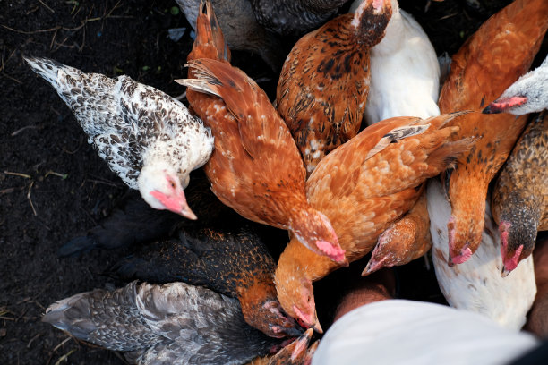 农场里的鸡图片下载