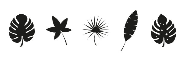 热带叶子轮廓。图片下载