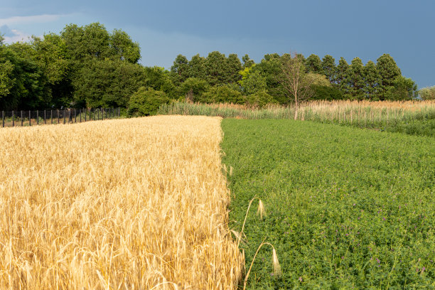 夏天的麦田和三叶草田，乌云密布图片下载