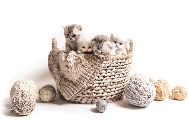 毛茸茸的白灰小猫被孤立了图片下载