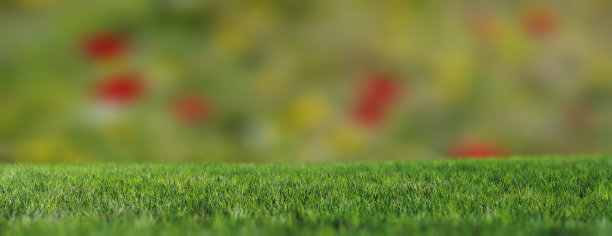 小草近照，模糊了春日草甸的背景，绿意盎然的草坪。三维渲染图片下载