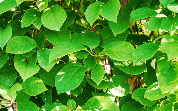 亮绿色的中国柠檬草叶子。的背景图片。绿色图片下载