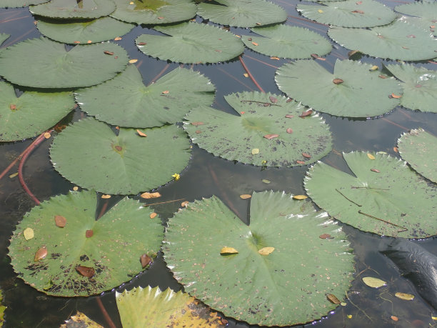 荷花(睡莲)的叶子在池塘上图片下载
