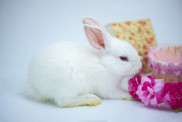 小兔兔坐在白色背景上，与世隔绝图片下载