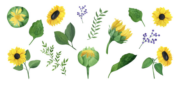 向日葵集图片下载