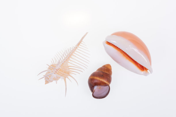 一套各种软体动物的壳在白色的背景。图片下载