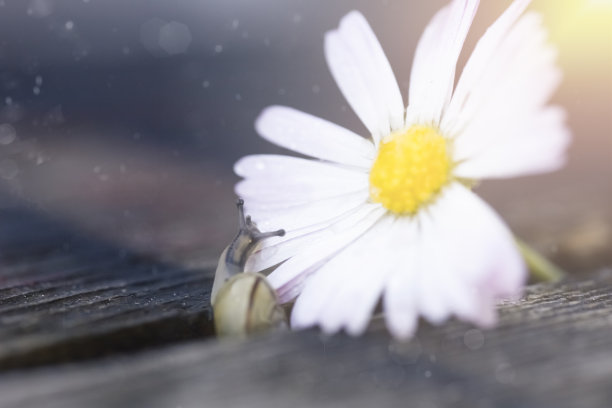 散焦抽象背景。图片下载