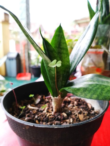 把蛇植在黑盆里图片下载