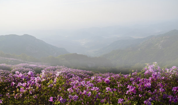 Hwangmaesan杜鹃花的花。图片下载