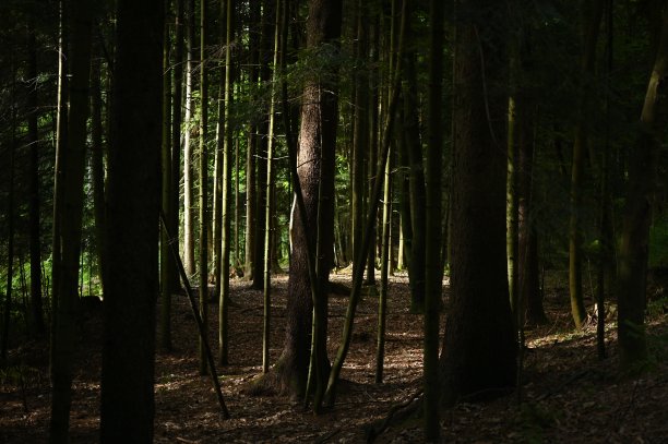 在森林里图片下载