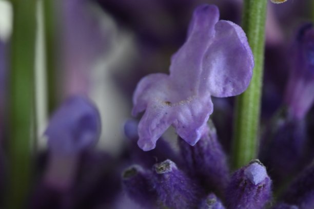 薰衣草花图片下载