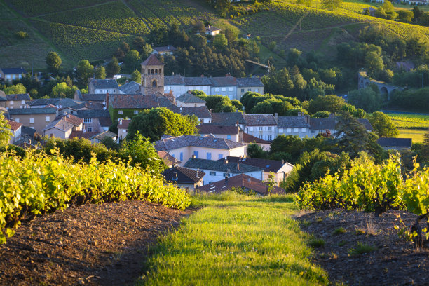 日出时的博若莱村和葡萄园图片下载