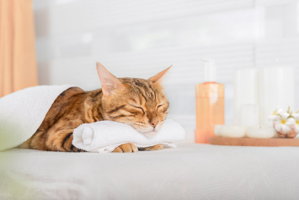 孟加拉猫与身体按摩水疗。图片下载