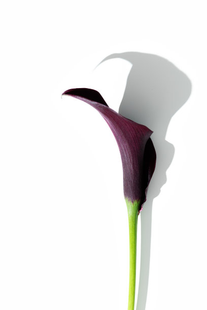 深紫色马蹄莲花与黑色阴影孤立在白色背景。最小的自然花卉卡。一朵盛开的花的特写。鲜绽放马蹄莲花蕾俯视图，垂直形象图片下载