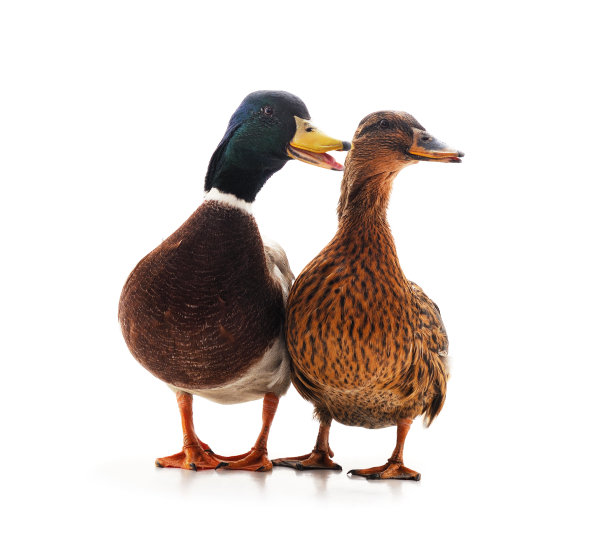 两个野鸭。图片下载