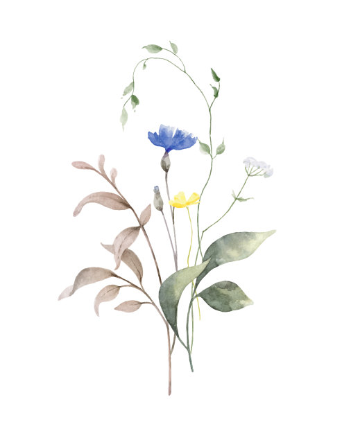 水彩花束的绿枝和图片下载