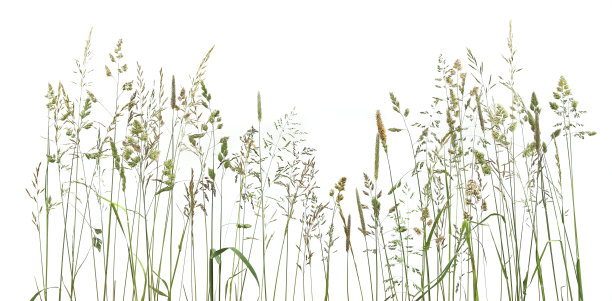 普通弯草小穗花野生草甸植物孤立在白色背景。图片下载