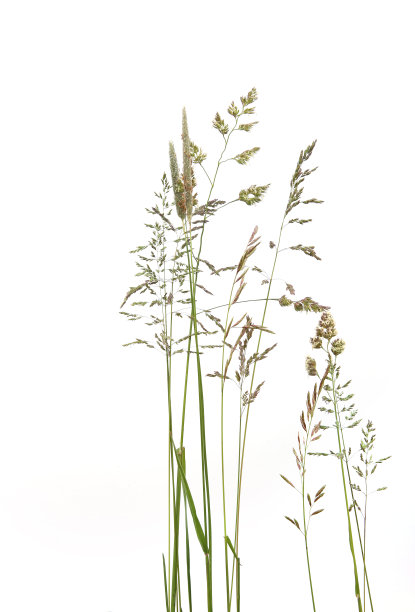 普通弯草小穗花野生草甸植物孤立在白色背景。图片下载