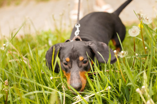 蒲公英地里一只可爱的腊肠狗的肖像图片下载