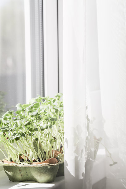花园在窗台上。健康生活方式，家庭园艺理念。微绿色植物生长在蛋壳中。“零浪费”。城市地区的农业生活。有选择性的重点图片下载
