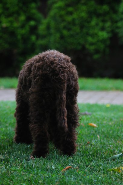 幼犬母狗- Lagotto Romagnolo图片下载