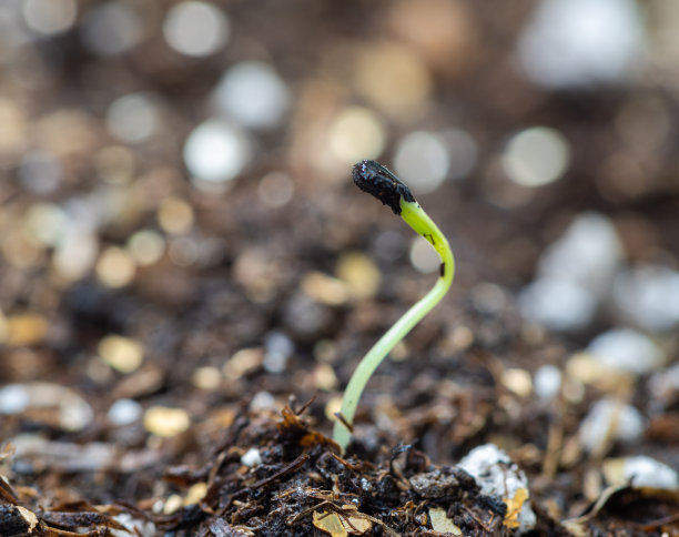发芽的植物图片下载