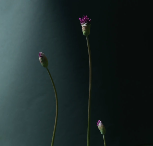 在深绿色背景上开花的花蕾。选择软焦点。副本的空间。这种艺术构图既适用于室内绘画，也适用于照片壁纸。室内设计图片下载