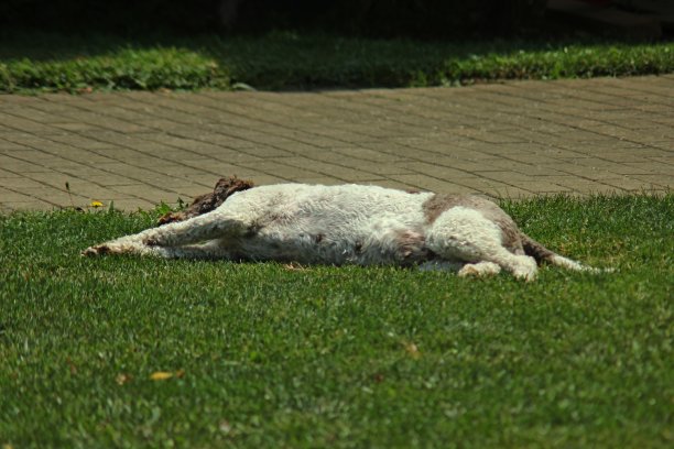 母狗拉戈托·罗马格诺洛图片下载
