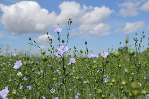 亚麻植物与蓝色的花朵和种子特写图片下载