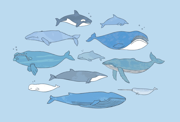 不同的鲸鱼设置手绘涂鸦图片下载