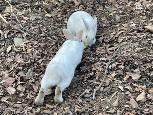 兔子图片下载