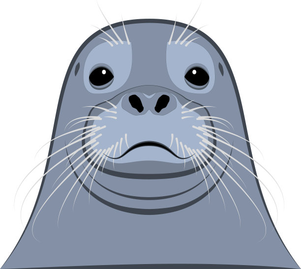 海豹头与胡子特写图片下载