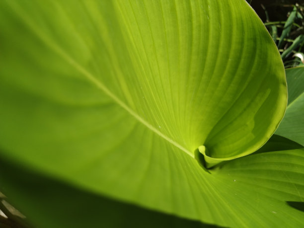 创造性的阔叶植物图片下载