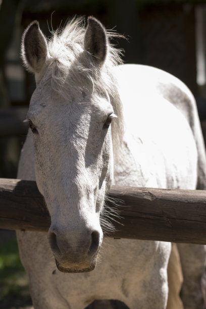 美丽的白色母马在畜栏里等待骑手。图片下载