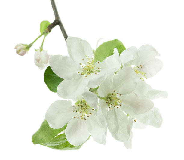 在白色背景上隔离的开花苹果树的小枝。苹果树开花了。春天盛开的苹果树。图片下载