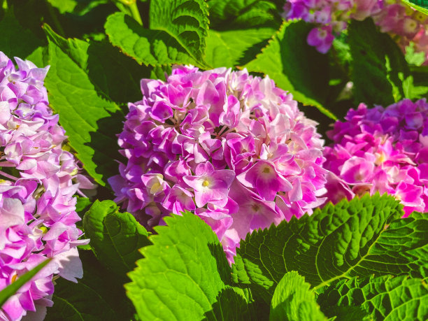 院子里长着紫色的绣球花。开花灌木，紫色小花在枝头。花在绿叶中，自然之美图片下载