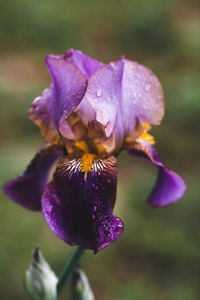 背景图像为绿色。自然、环保的自然背景。带着雨滴的鸢尾花。文本所在位置的副本。图片下载
