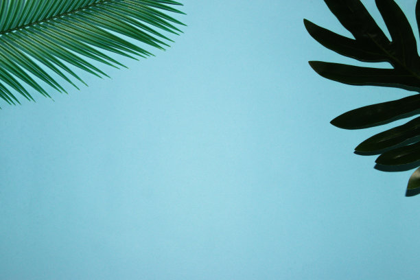 棕叶上角蓝色背景，复制空间，创意热带设计，抽象背景图片下载