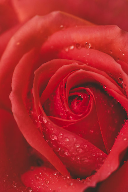 天然植物的背景。图片下载