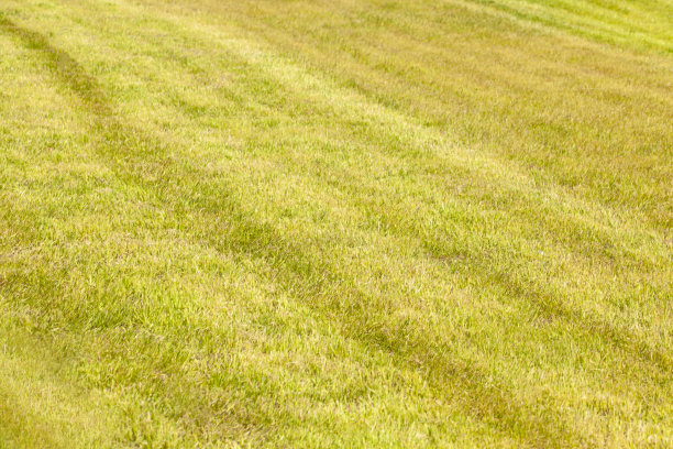 在体育场或运动场用线割草图片下载