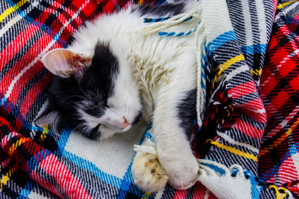 可爱的懒猫正躺在格子格上图片下载