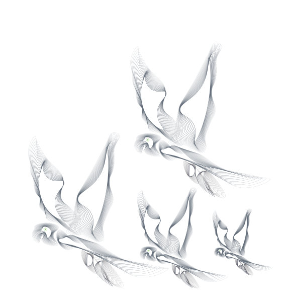 乙华用同心线法绘制的鹦鹉抽象图图片下载