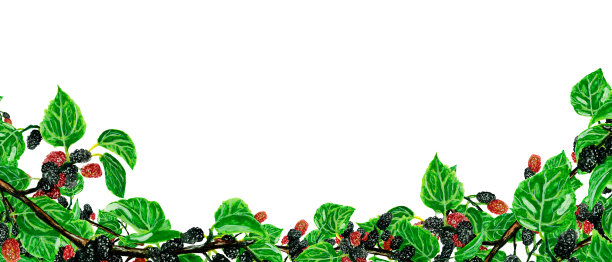 水彩模板甜桑树的树枝上，在白色的背景为您设计，手绘插图图片下载