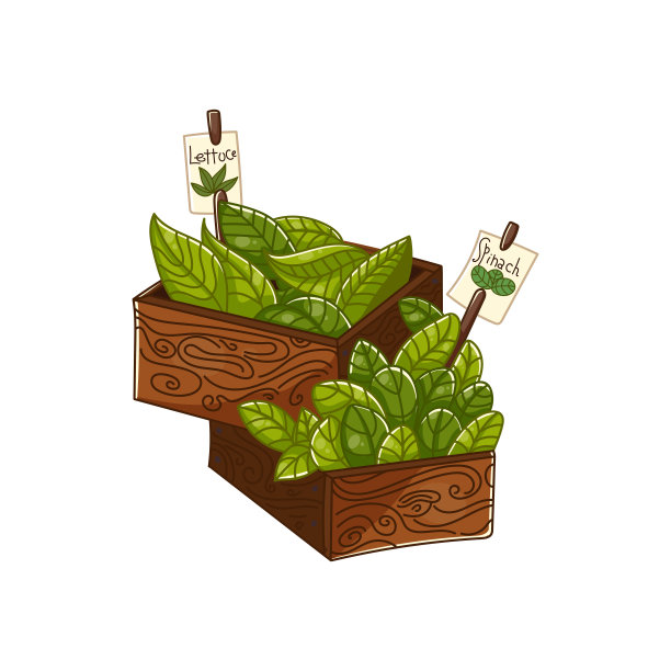 矢量剪贴画与一盒有用的草药。木盒里的香草插图。图片下载